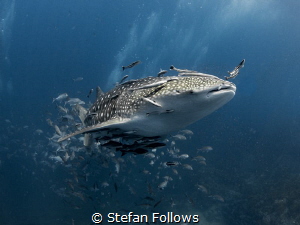 Top Banana! 

Whale Shark - Rhincodon typus

Sail Roc... by Stefan Follows 